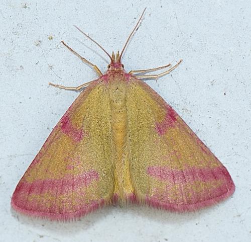 Réf. 308 704 : Lythria purpuraria